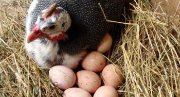 Produkce vajíček perliček nebo když perličky začnou klást vajíčka?